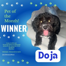 pet of the month winner poster